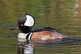 Hooded Merganserborder=